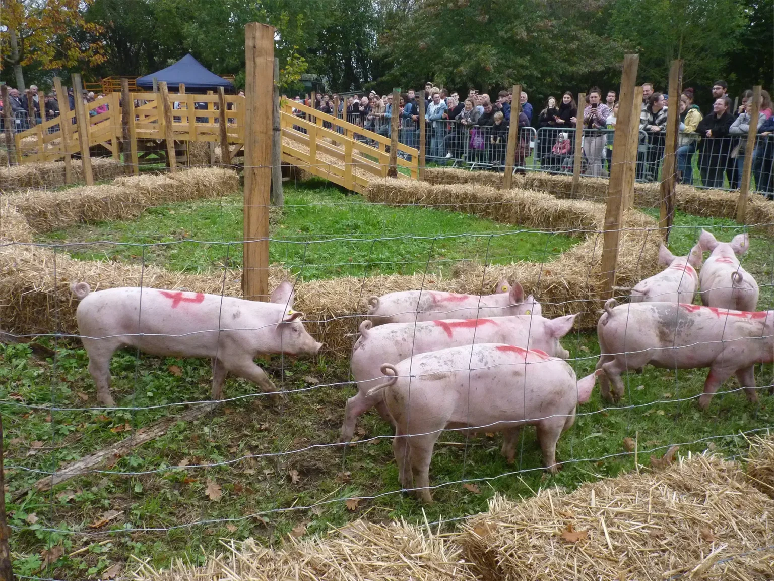 Un enclos a été installé pour permettre aux visiteurs de découvrir les cochons, une animation qui a enchanté les enfants. Ces animaux rappellent l'importance de l'agriculture locale et apportent une touche de tradition à la foire.